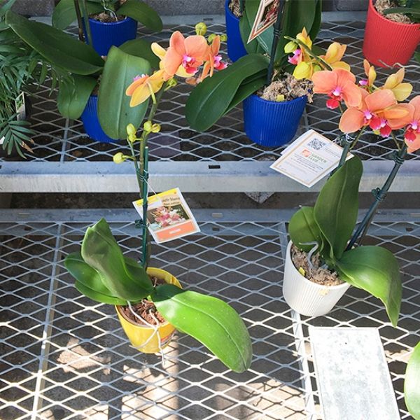 Potted flowers are placed on the expanded metal greenhouse bench.