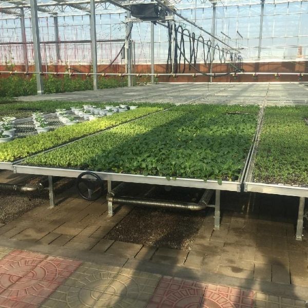 Potted seeding is neatly placed on the expanded metal greenhouse benches.